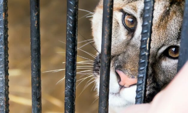 SIGN: Ban Cruel Captivity for Exotic ‘Pets’ in Royal Oak, Michigan