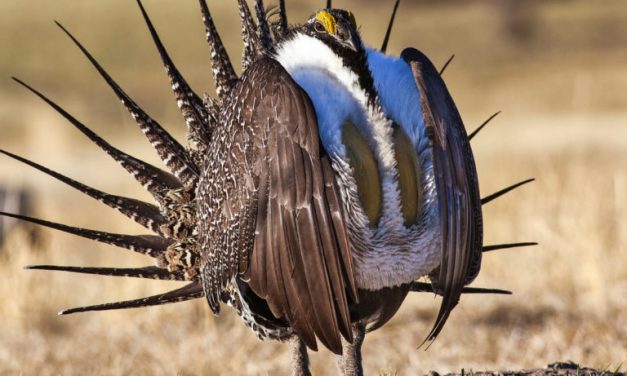 Threatened Sage Grouse Have New Shot at Survival, Thanks to Federal Court Rulings