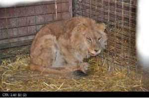 Animal Haven Farm lion cub