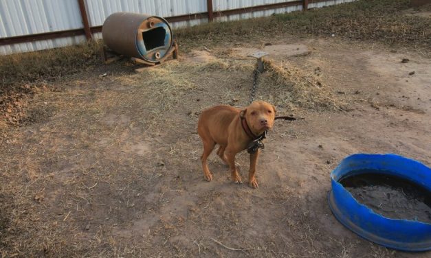 Controversial ‘Quiet Boys Kennel’ in Texas Subject of State and Local Investigations