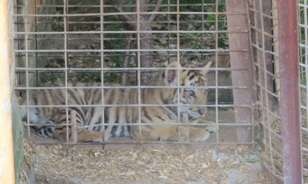 Wisconsin Roadside Zoo Fined $6,000+ for Violations, Under Federal Investigation