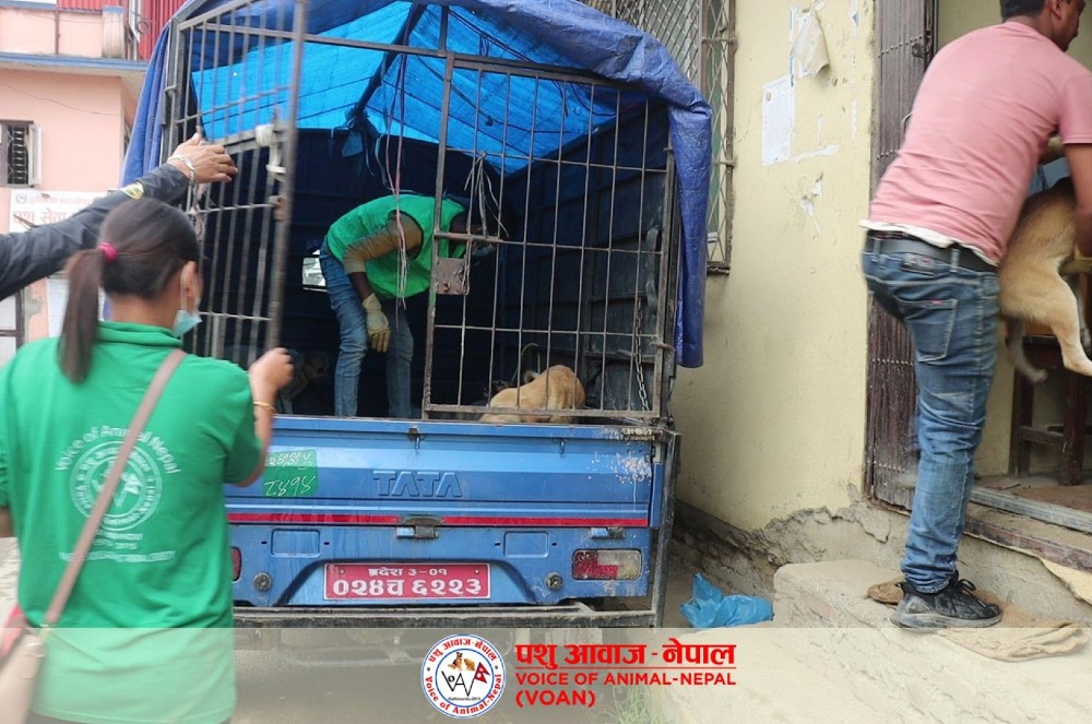 Lady Freethinker Funds Spay and Neuter Program for 213 Street Dogs in Nepal