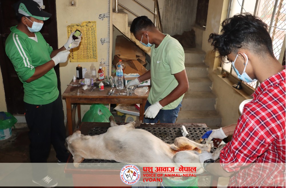 Lady Freethinker Funds Spay and Neuter Program for 213 Street Dogs in Nepal