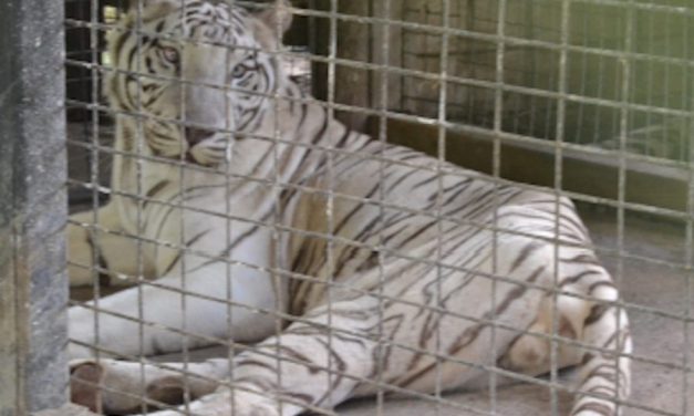 SIGN: Justice for Emaciated, Parasite-Ridden Tigers at Florida Roadside Exhibit