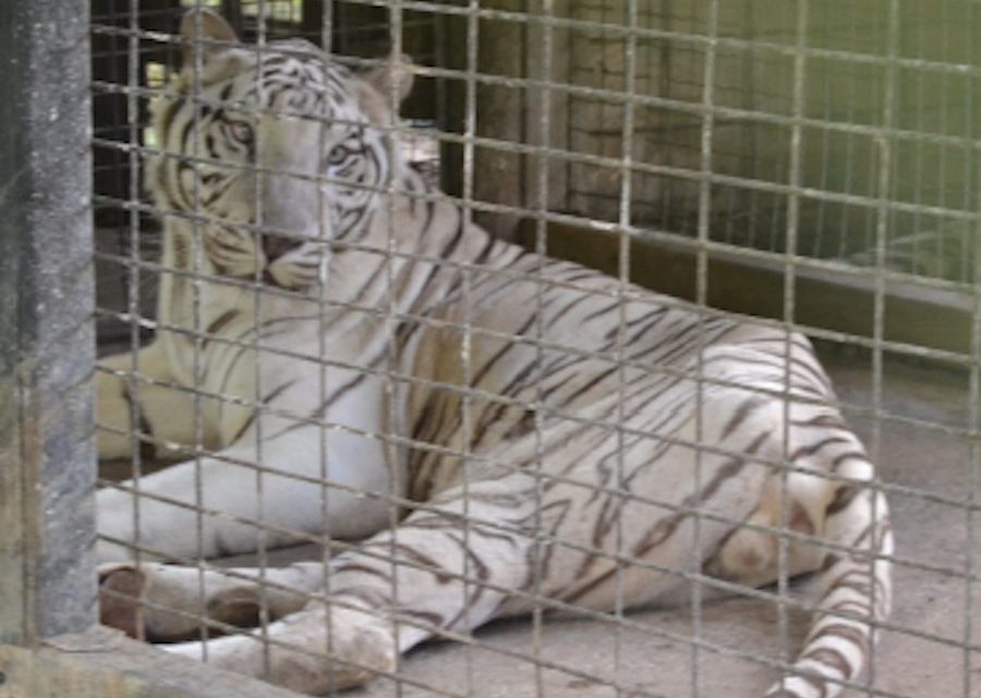 white tiger cage
