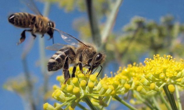 Bees Are Now Protected Under the CA Endangered Species Act — As “Fish”