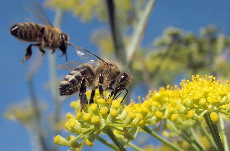 bees flowers pollinating endangered