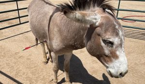 donkey wild burro arrow shot