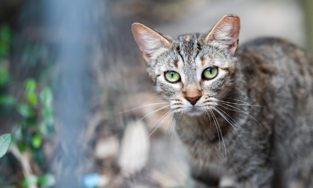 Feral Cats Are Being Shot To Death as the Official ‘Management’ Strategy at Garner State Park in Texas