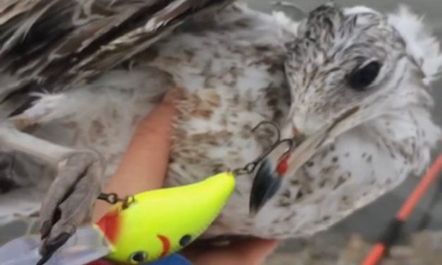 SIGN: Save Injured Birds Hooked By Discarded Fishing Gear in NYC Parks