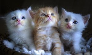 kittens three 3 white orange
