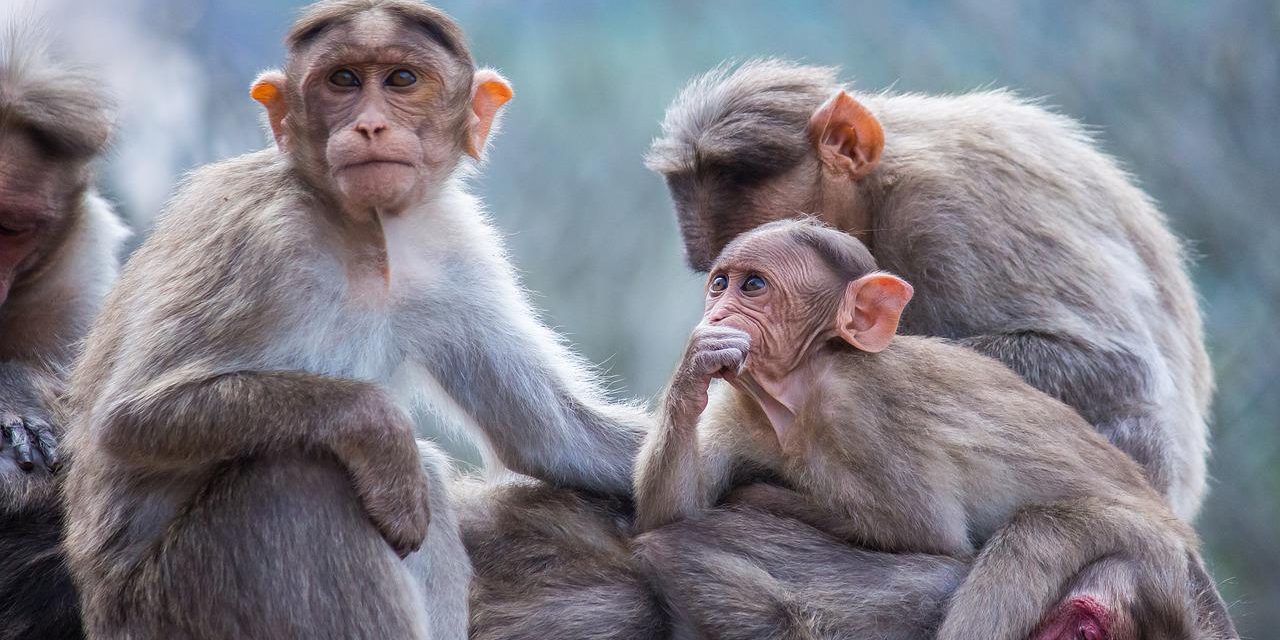 monkeys monkey troop macaque