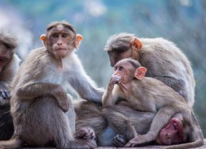 monkeys monkey troop macaque
