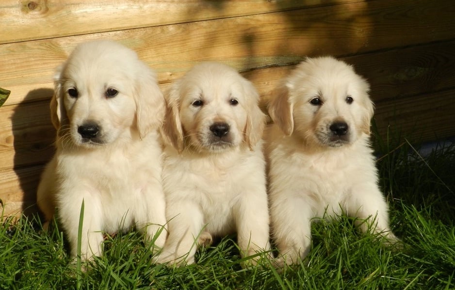 dogs puppies golden retriever white