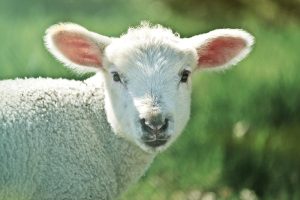lamb sheep close face