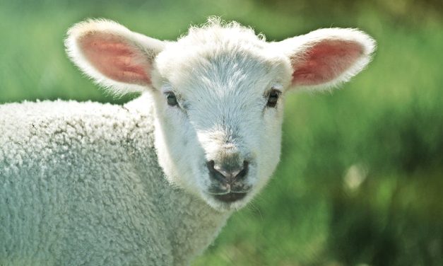 New Campaign Urges Nike to ‘Just Don’t Do It’ When Cutting Off Baby Lambs’ Skin is Involved