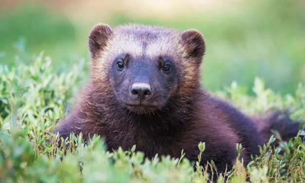 SIGN: Wolverines Are Dying Out – Help Save them From Extinction