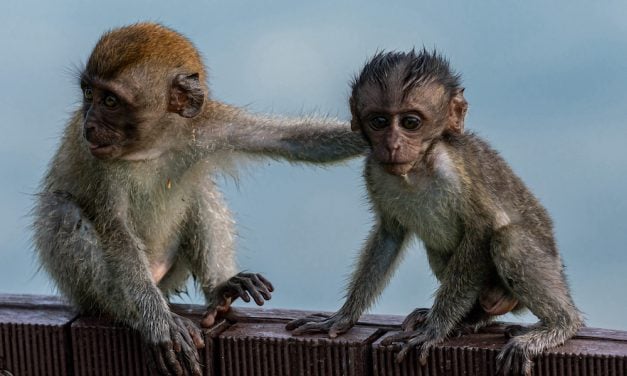 Long-Tailed Macaques, Often Abused for Research and as ‘Pets,’ Now Listed as Endangered