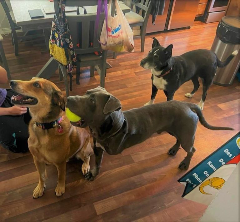 Youth and Animals Heal Together at New ‘Pawsitively Healing' Summer