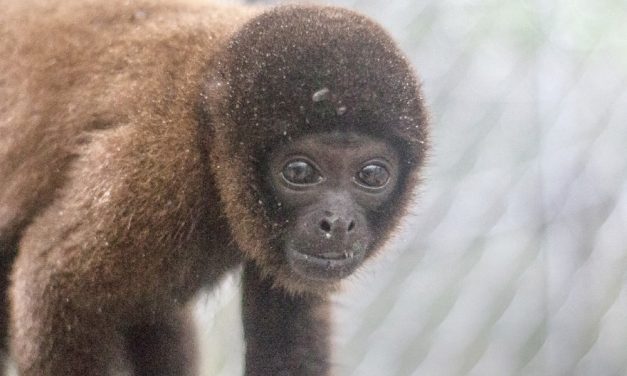 Monkey Kidnapped by Wildlife Traffickers Now Safe at Sanctuary