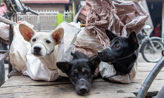 SIGN: Shut Down the Dog Meat Trade and Live Animal Markets in Sumatra