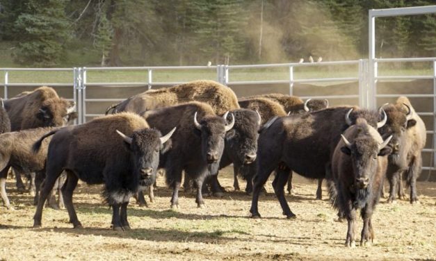 Victory for Buffalo – Grand Canyon National Park Won’t Allow Hunting This Year