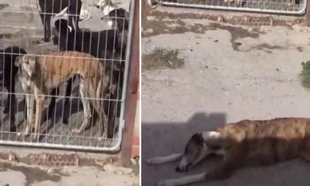 Greyhounds fake vet