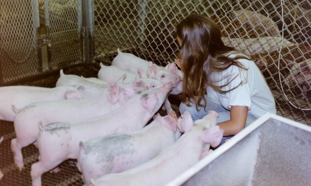 Q&A With Veterinarian Gwendolen Reyes-Illg: What You Need To Know About Farmed Animals and Pain