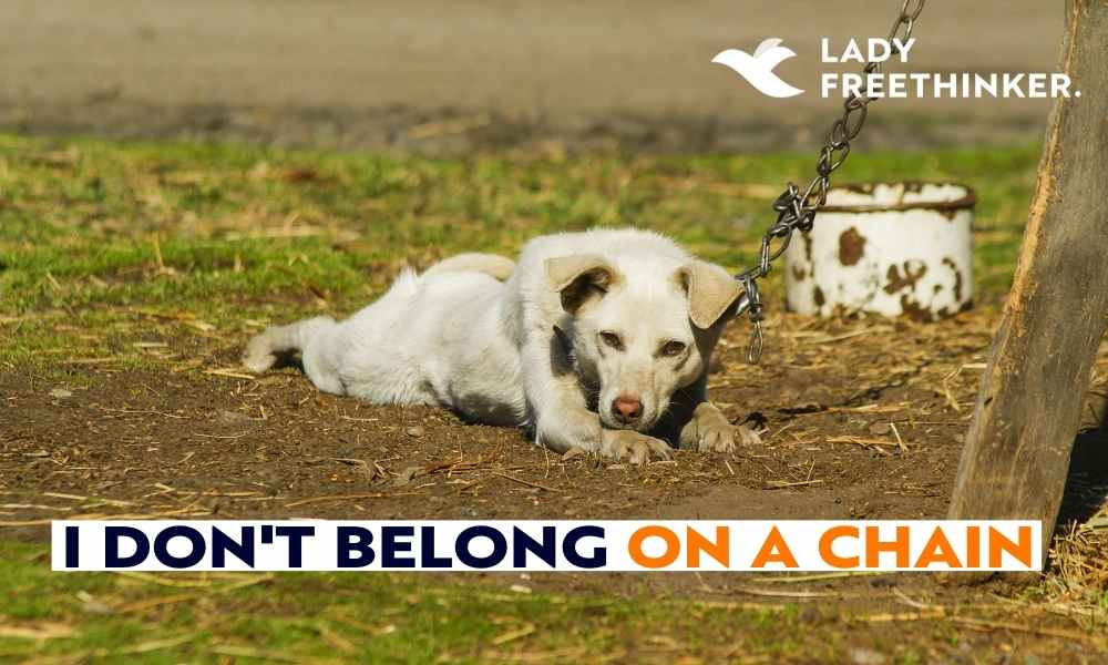 chained dog