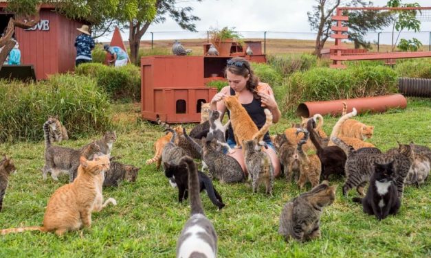 Hundreds of Feral Cats in Hawaii are Now Living the Dream
