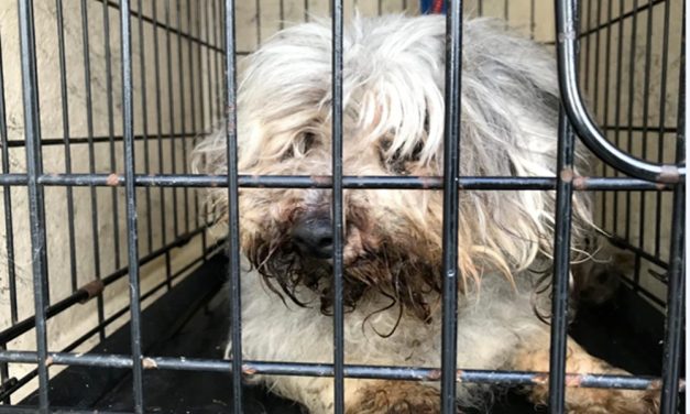 SIGN: Justice for Sick, Skinny Dog Abandoned in Locked Crate