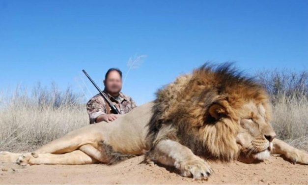 SIGN: Justice for Lions Trapped in Pens and Shot by Trophy Hunters