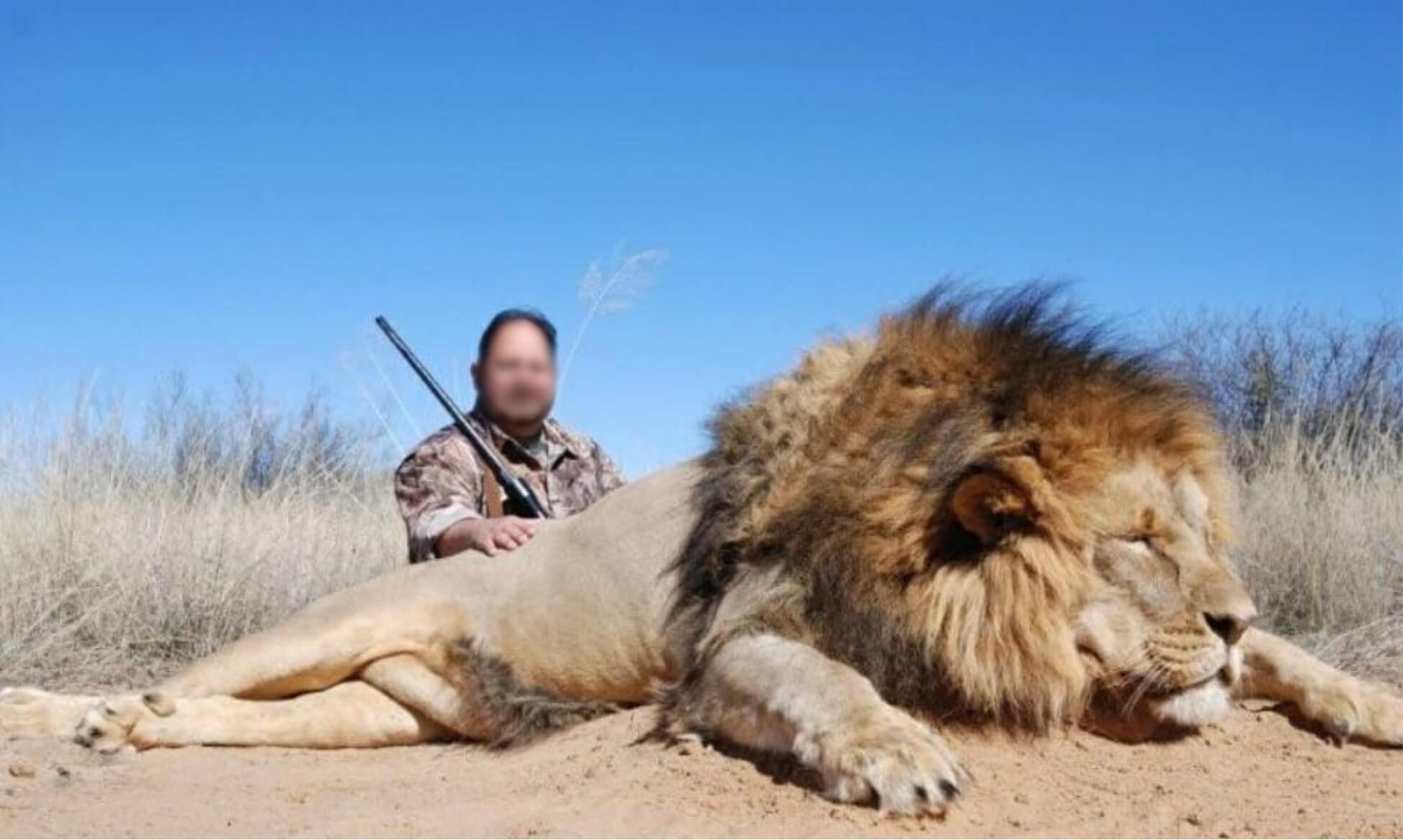Lion trophy hunter