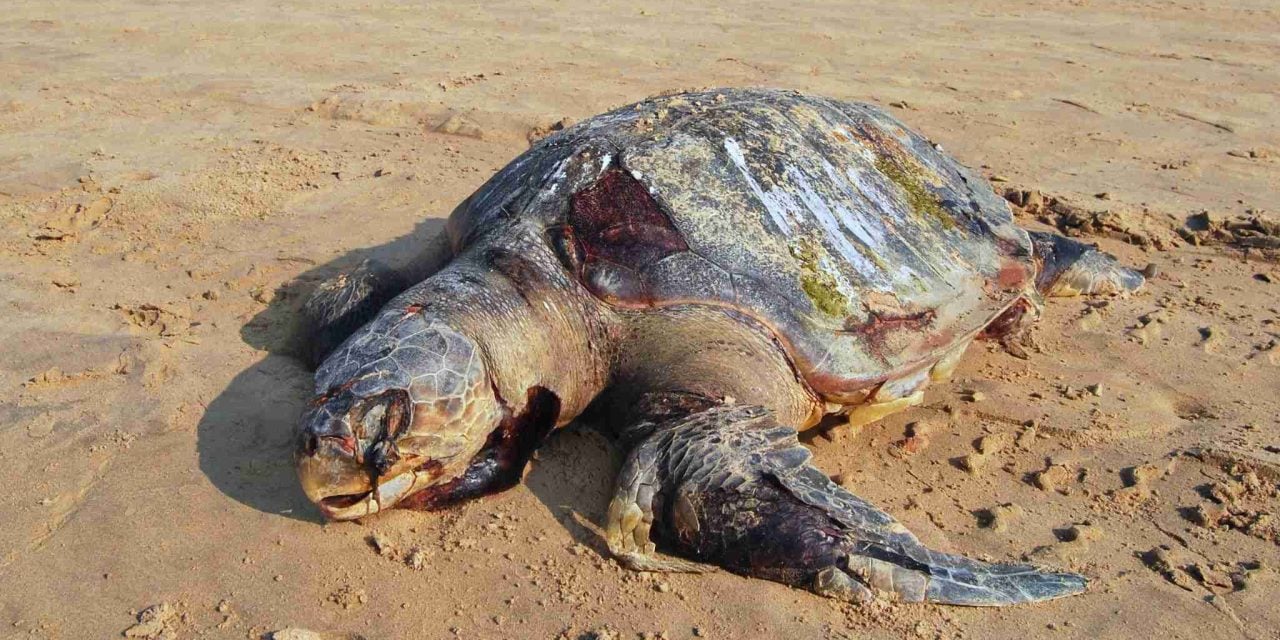Dead Sea turtle