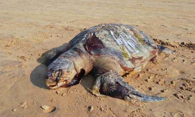 SIGN: Justice for Endangered Sea Turtles Stabbed to Death in Japan