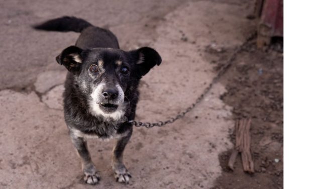 SIGN: Help Dogs in Charleston, SC – Ban Cruel Chaining!