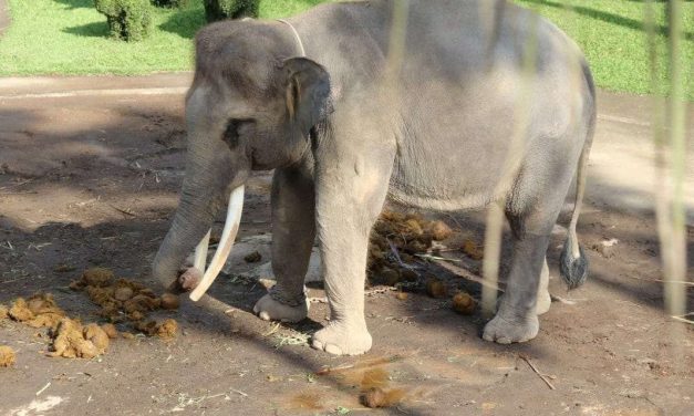 SIGN: Stop UK Advertisements of Cruel Elephant Tourist Attractions