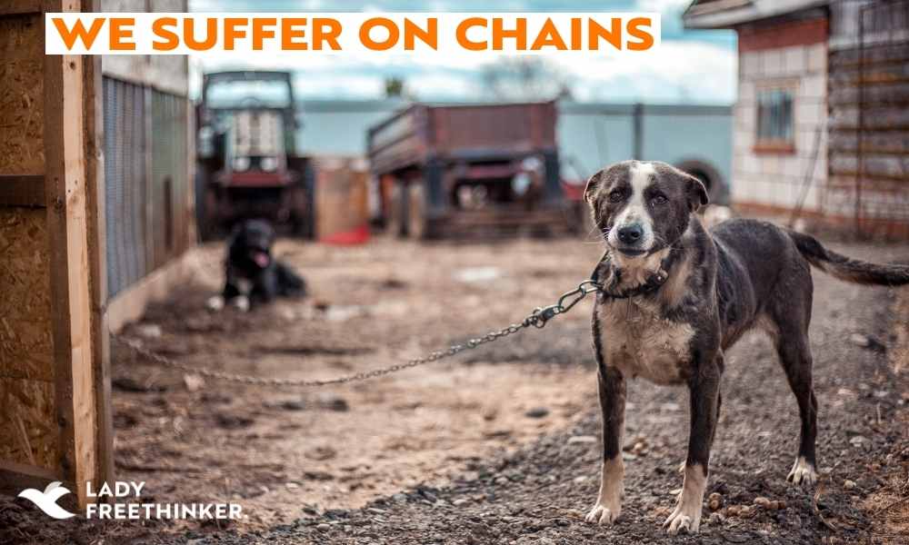 We Suffer on Chains