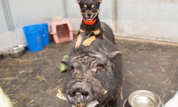 Chihuahua and Pig Pals Rescued Together Find New Home at Animal Sanctuary