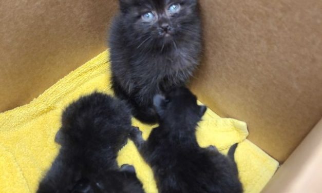 ‘Responsible’ Abandoned Kitten Looks Out For 3 Younger Kittens at Shelter