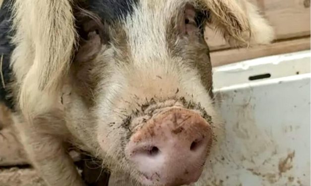 Boris the Pig Saved From Slaughterhouse As Caring Community Rallies At 11th Hour