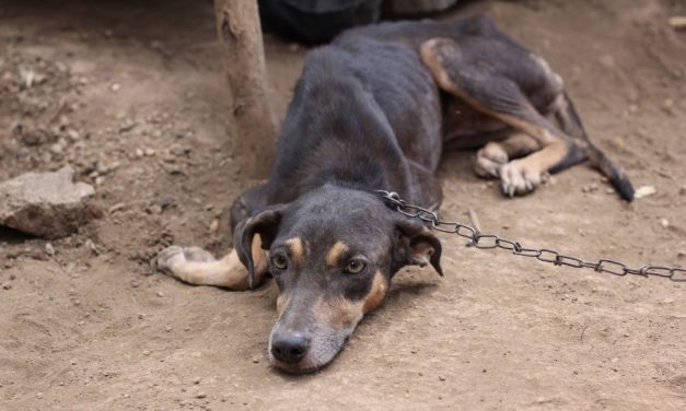 SIGN: Help Save Dogs’ Lives – Ban Cruel Dog Chaining in NC