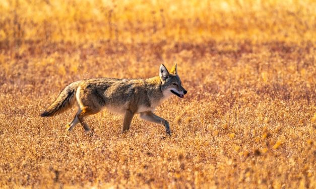 Victory for Coyotes and Other Animals – Rural Town Refuses to Work with Federal Agency that Kills Wildlife