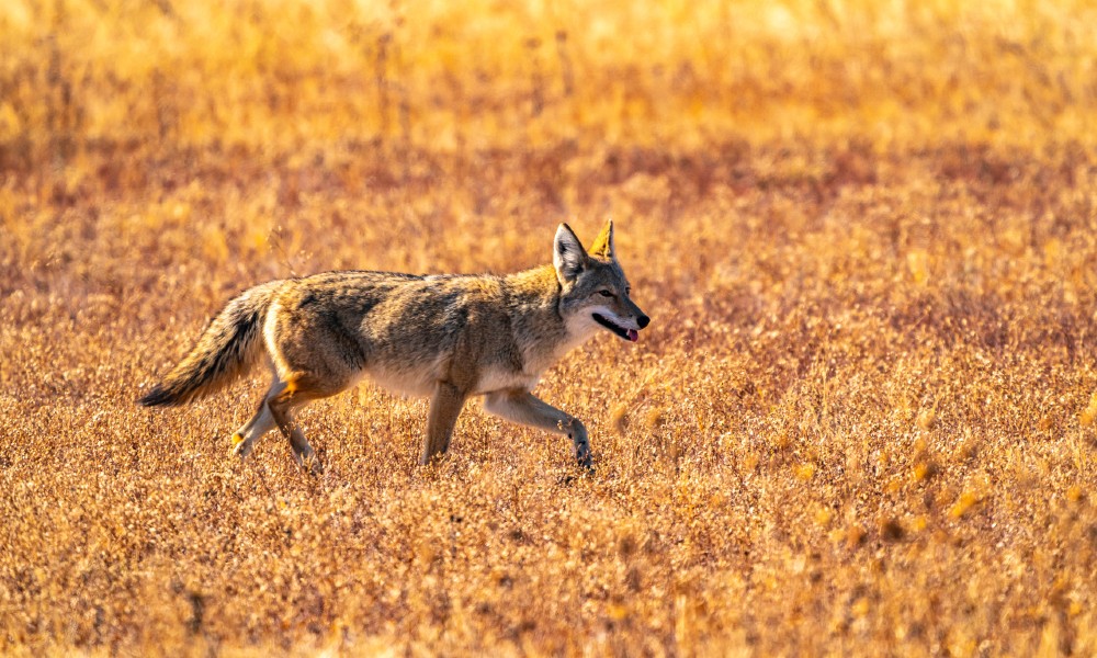 New Mexico Coyote