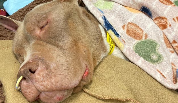 SIGN: Justice For 21 Emaciated Dogs Seized from Unlicensed Kennel
