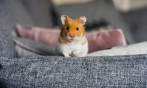 SIGN: Justice For Family Hamster Cruelly Eaten in Facebook Video
