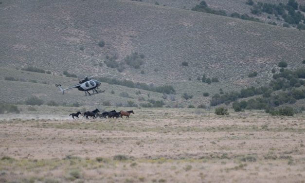 23 Wild Horses Killed During Cruel Nevada Helicopter Roundup