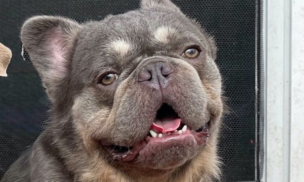 Tenacious Pup Rescued From Cruel Puppy Mill Now Thriving