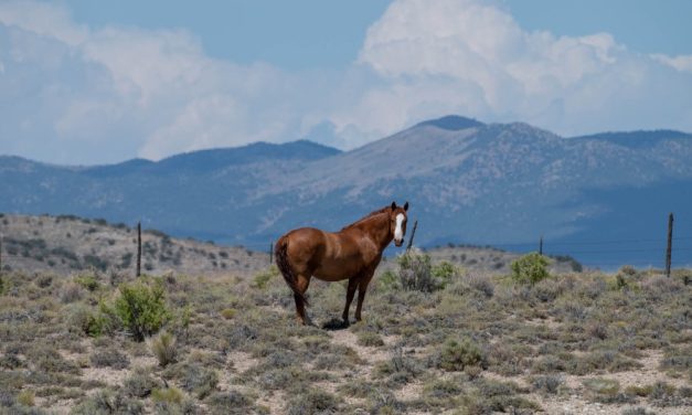 ‘WILD BEAUTY’ Documentary Tracks Plight Of Wild Horses Brutally Rounded Up By Feds