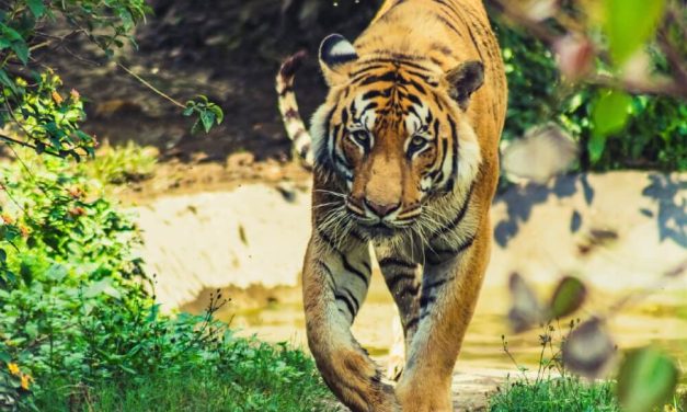 New Documentary Showcases Stunning Recovery of Endangered Tigers in Nepal
